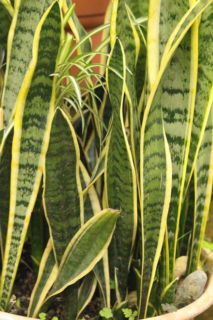 ลิ้นมังกร (Sansevieria trifasciata)