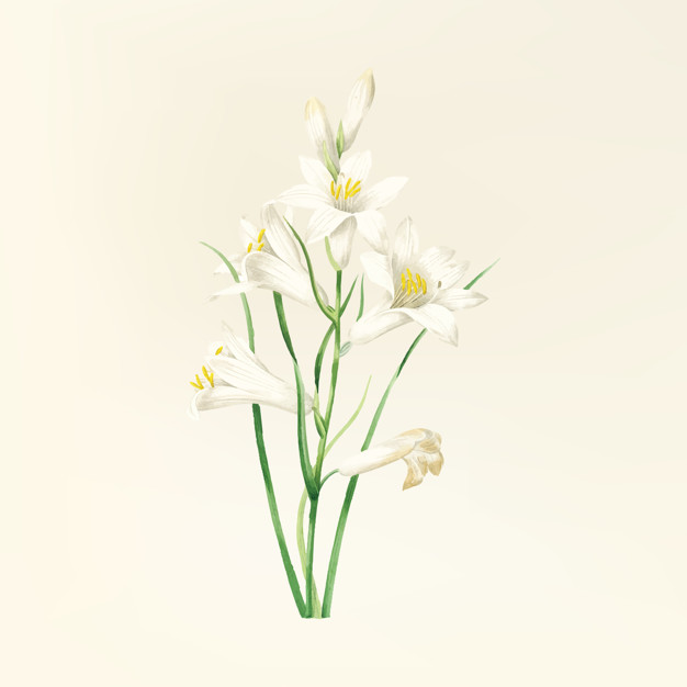 lilies,ดอกลิลี่