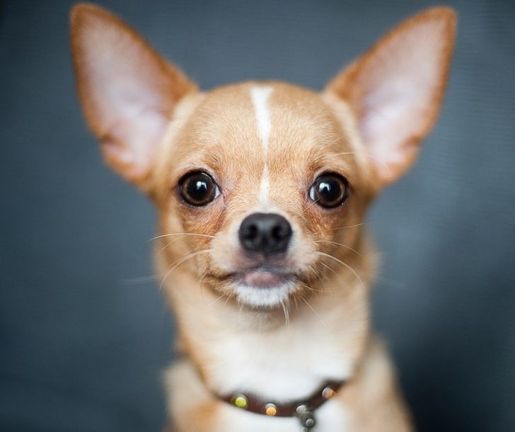 หากคุณชอบเจ้าชิวาว่า
(Chihuahua)