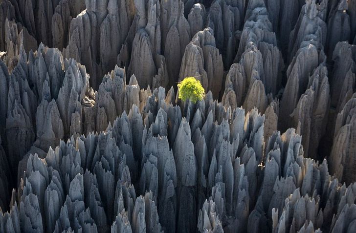 Tsingy de Bemaraha 'ป่าหิน' 
ของมาดากัสการ์