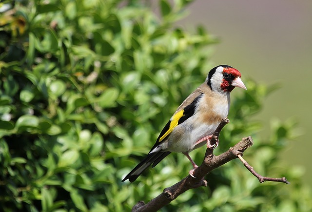 นกโกลด์ฟินช์ (European goldfinch)