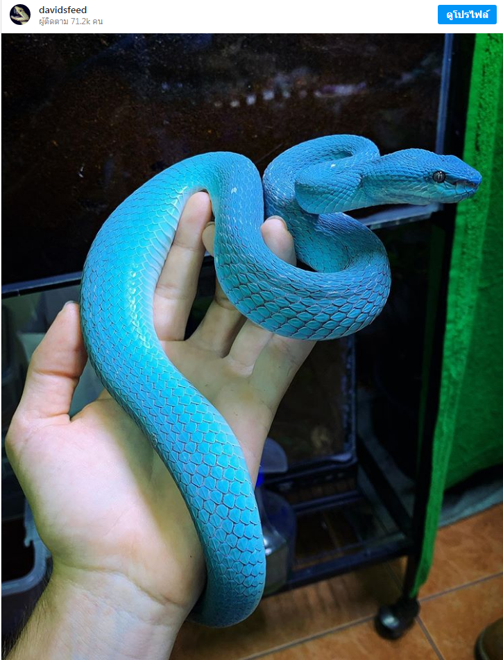 งูนีออนสีน้ำเงิน