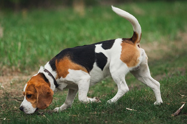 บีเกิล (Beagle),สุนัขพันธุ์เล็ก,สุนัขขนาดเล็ก,หมาพันธุ์เล็ก,หมาเลี้ยงในบ้าน,สุนัขนักล่า,สุนัขดมกลิ่น,สุนัขตำรวจ,บีเกิ้ล
