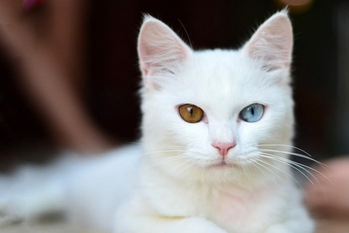 แมวไทยขาวมณี,แมวไทยขาวปลอด,แมวตาสองสี,เพชรตาแมว