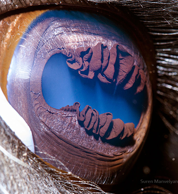ดวงตาของลามะ
