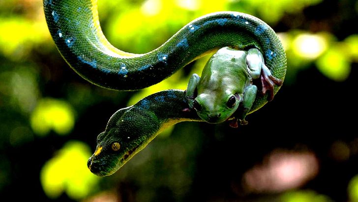 งู,กบ,งูหลาม,งูเหลือม,งูเขียว,สัตว์ป่า,สัตว์เลื้อยคลาย,สัตว์ครึ่งบกครึ่งน้ำ,สัตว์เลี้ยง,สีเขียว