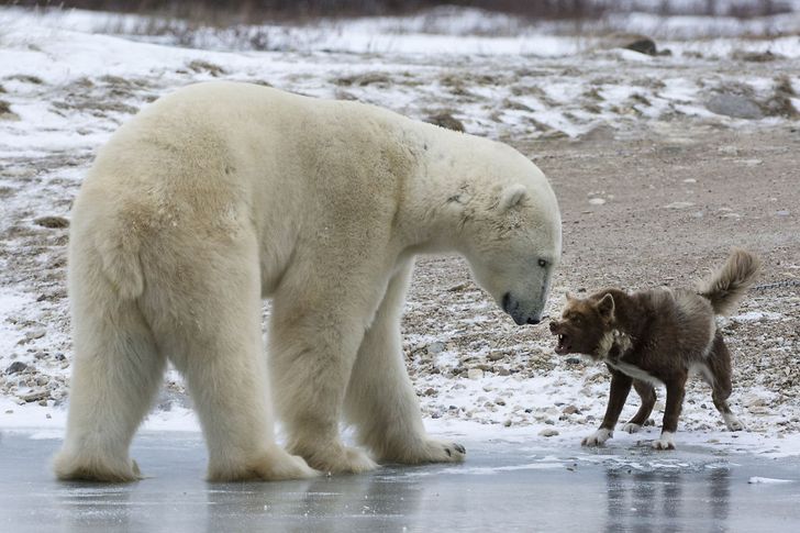 หมีโพลา,โพลาแบร์,น้ำแข็ง,สุนัข,หมา,หมาดู,หมาเห่า,หมีขั้วโลก,สัตว์ป่า,สัตว์เลี้ยง,อากาศหนาว