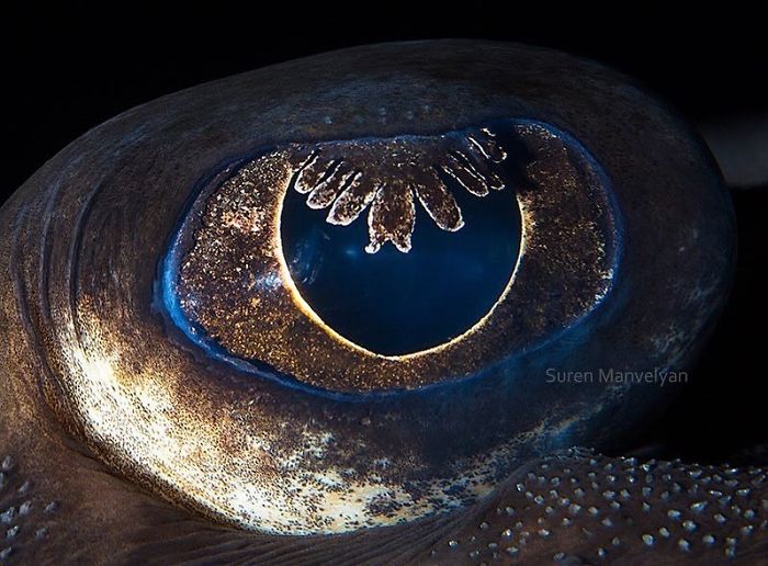 ดวงตาของปลากระเบน