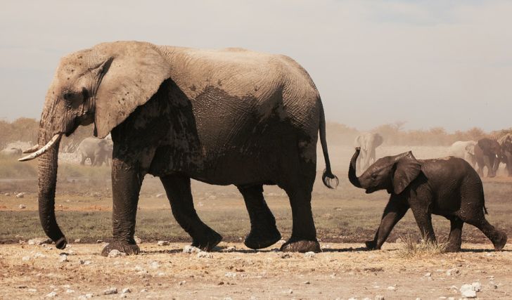 13. ช้างแอฟริกา