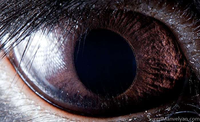 ดวงตาของกระต่ายดำ