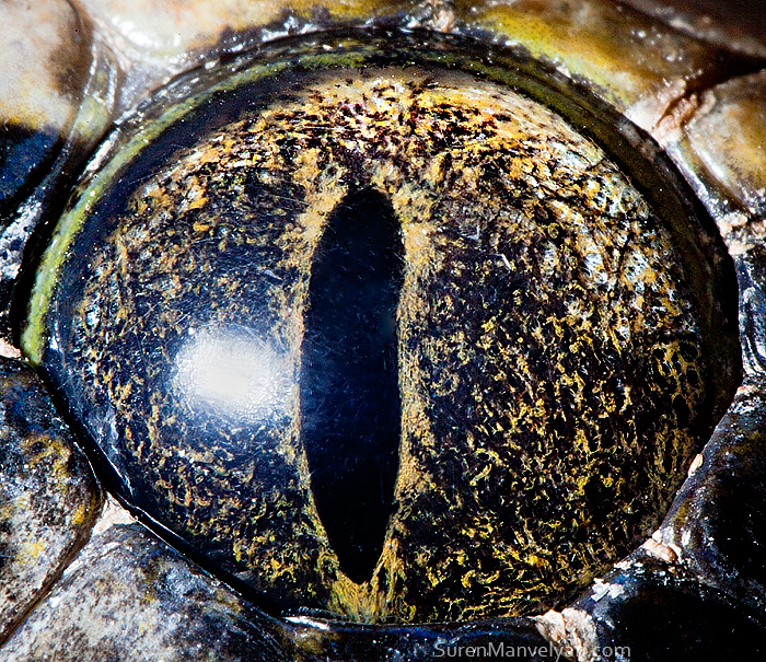 ดวงตาของงูหลาม