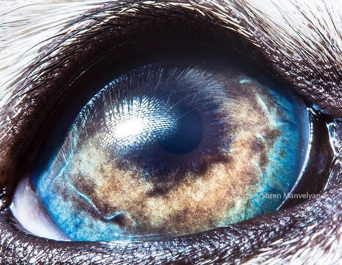 ดวงตาของสุนัขอลาสกันมาลามิวท์