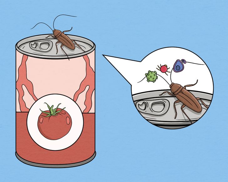 3. แมลงเช่นแมลงสาบสามารถใช้กระป๋องเพื่อฝากไข่หรืออุจจาระได้