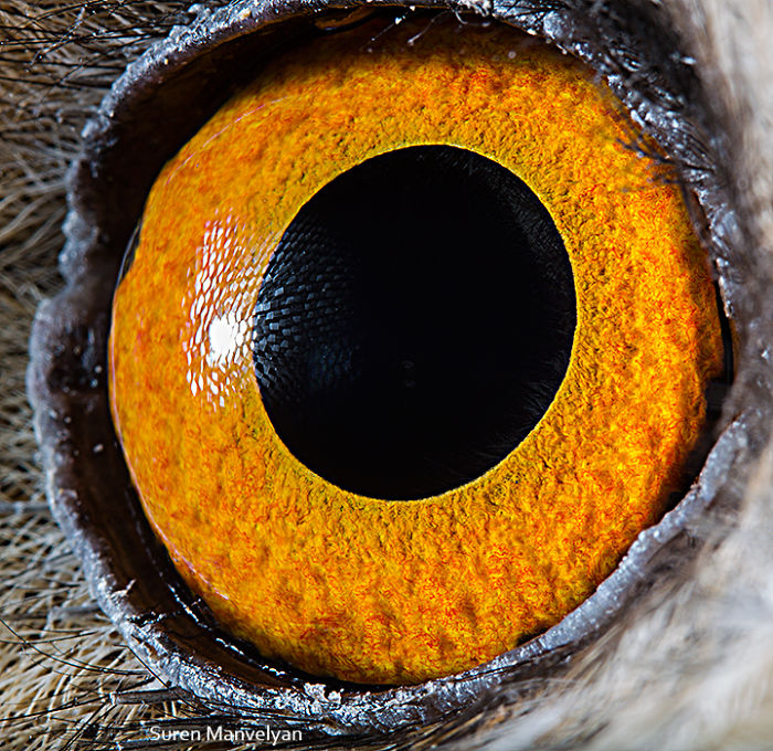 ดวงตาของนกฮูกหูยาว