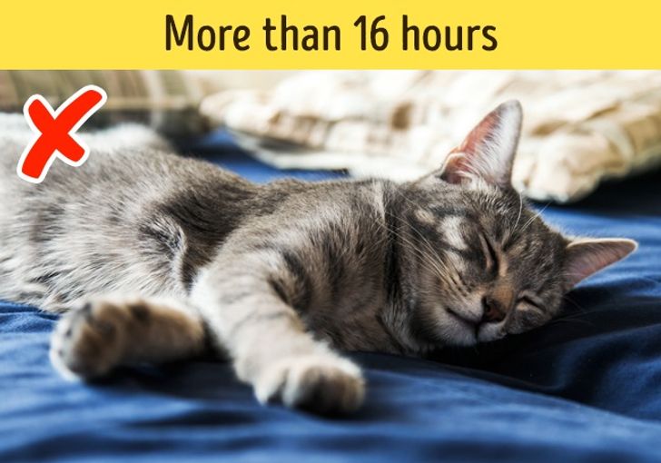 สัตว์เลี้ยงของคุณนอนหลับนานกว่าปกติ