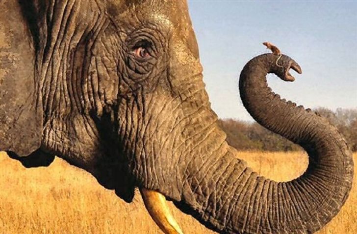 ช้าง,ช้างแอฟริกา,หนู,งาช้าง,สัตว์บก,สัตว์ป่า,สัตว์เลี้ยงลูกด้วยนม