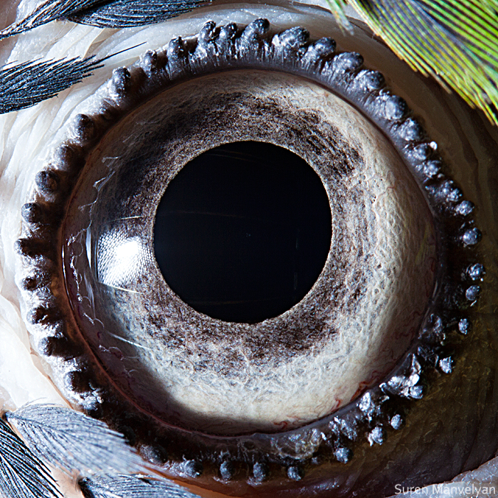 ดวงตาของนกแก้วมาคอร์สีฟ้า-เหลือง