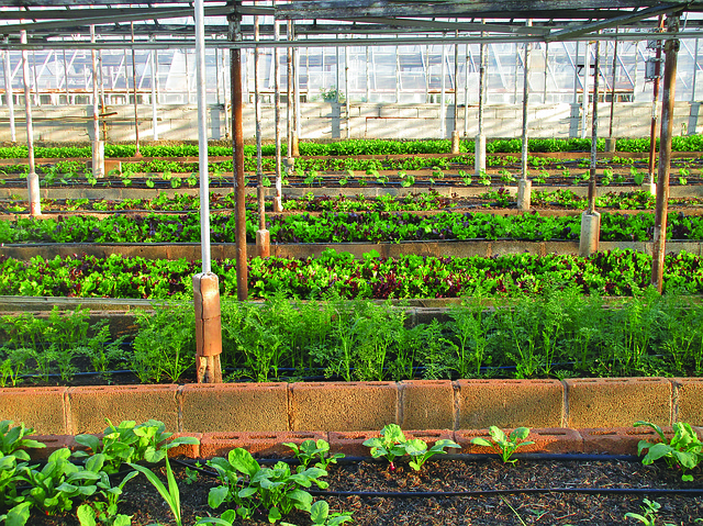 ผักกาดหอมหรือผักสลัด (Lettuce) : วิธีปลูก การดูแล และการป้องกันโรค