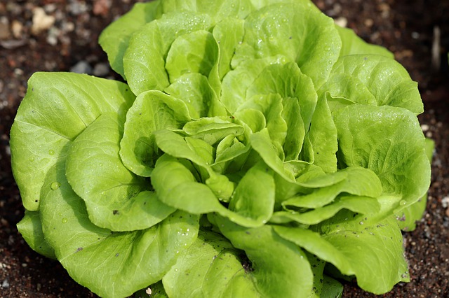 ผักกาดหอมหรือผักสลัด (Lettuce) : วิธีปลูก การดูแล และการป้องกันโรค