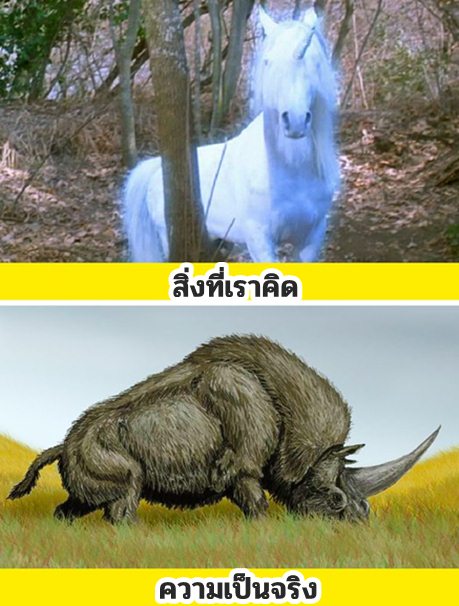 ยูนิคอร์น - แรด Elasmotherium