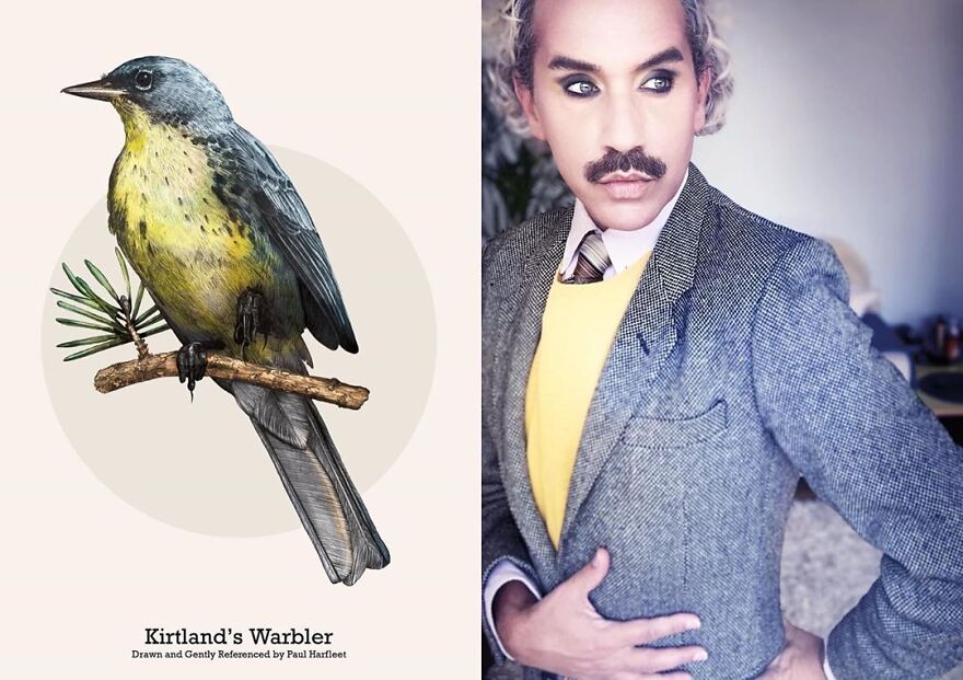 นกกระจิบของเคิร์ทแลนด์ 
(Kirtland's Warbler)