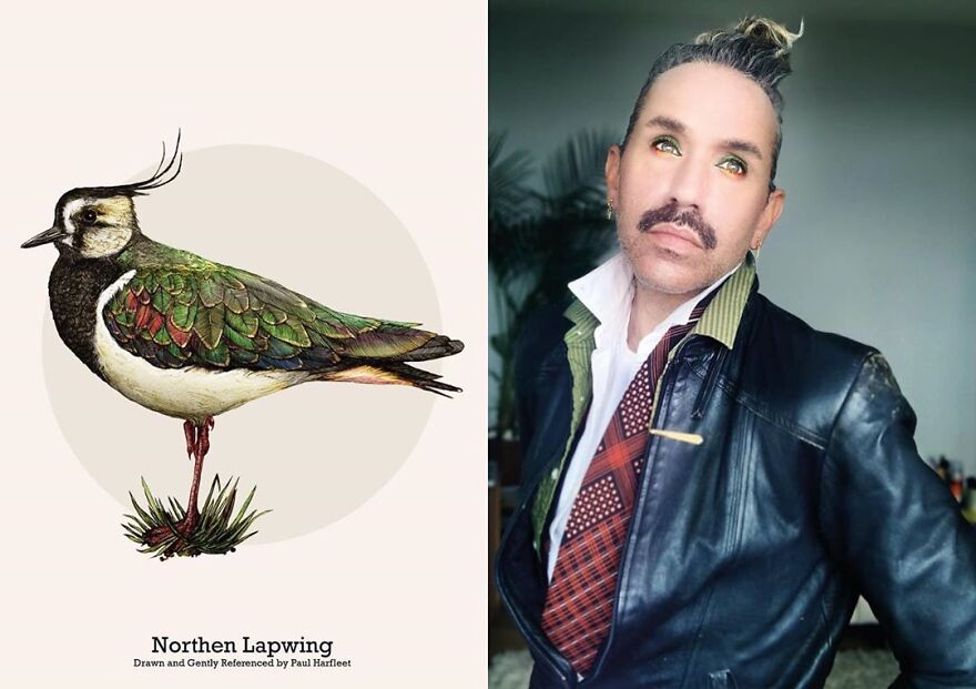 นกกระแตหงอน (Northern lapwing)