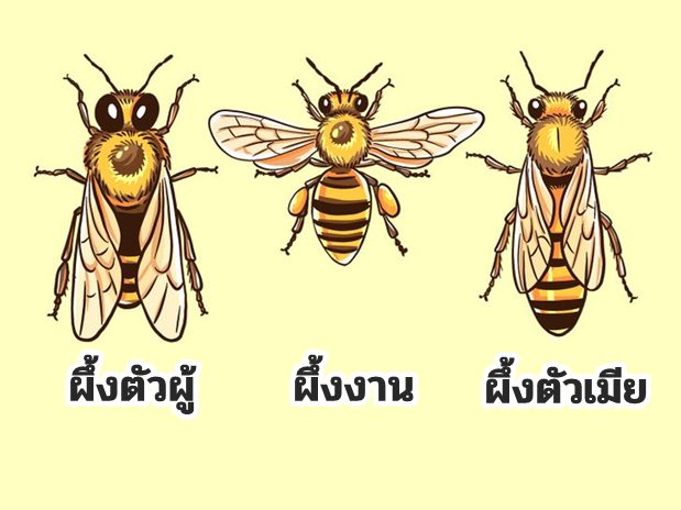 ผึ้งตัวผู้ ผึ้งงาน ผึ้งตัวเมีย