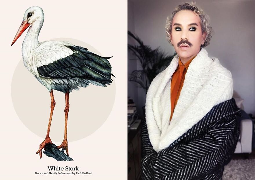 นกกระสาขาว (White Stork)