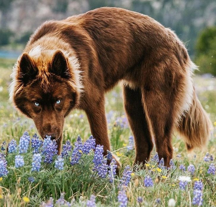 หมาป่าสีน้ำตาล