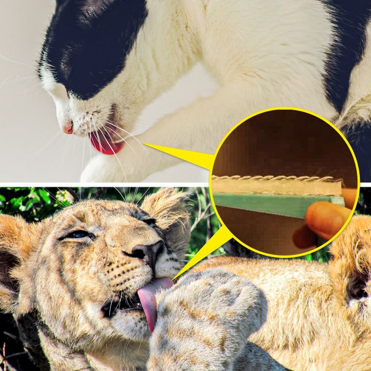 นักวิทยาศาสตร์พยายามที่จะจำลองรูปแบบการออกแบบลิ้นของแมวเพื่อสร้างแปรงอัจฉริยะ
