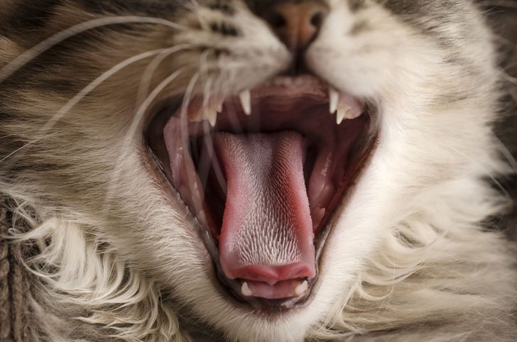 ทำไมแมวถึงมีลิ้นสาก?
