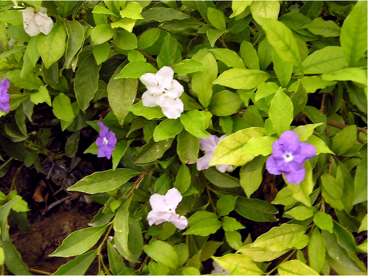 พุดสามสี (Brunfelsia uniflora (Pohl) D. Don