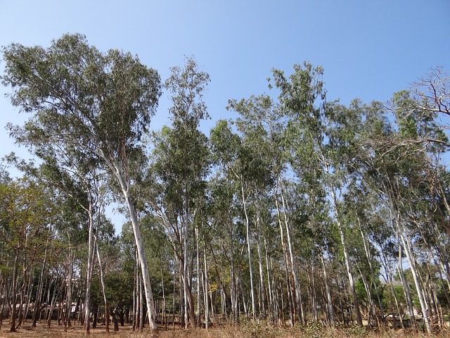 ต้นยูคาลิปตัส (Eucalyptus)