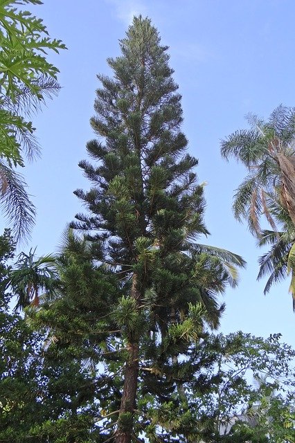 สนฉัตร (Araucaria heterophylla: Norfolk island pine)