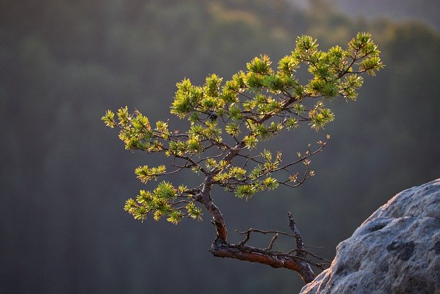 ต้นสน (Pine) พรรณไม้โบราณ แห่งยุคเพอร์เมียน