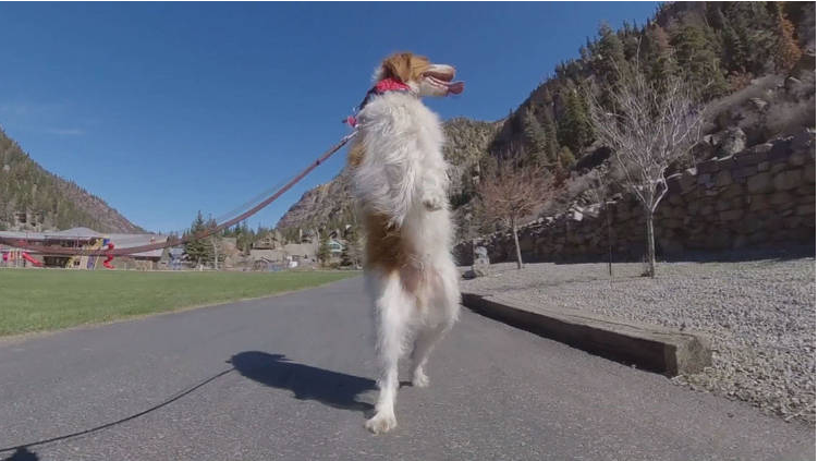 สุนัขตัวนี้เรียนรู้ที่จะเดินเหมือนมนุษย์! หลังจากสูญเสียขาจากอุบัติเหตุ