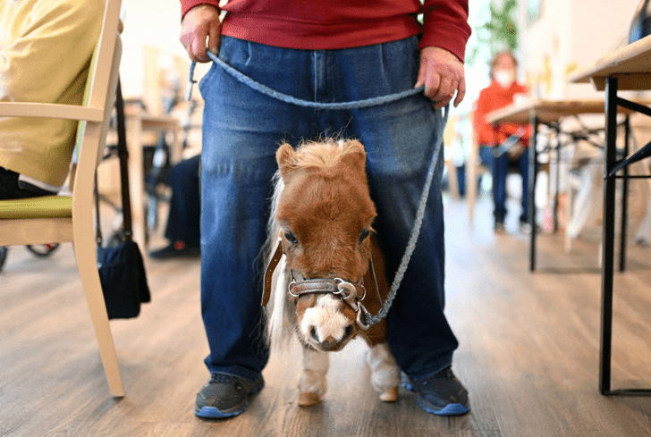 พบกับ Pumuckl ม้าตัวเล็กที่สุดในโลก ที่คุณสามารถอุ้มได้