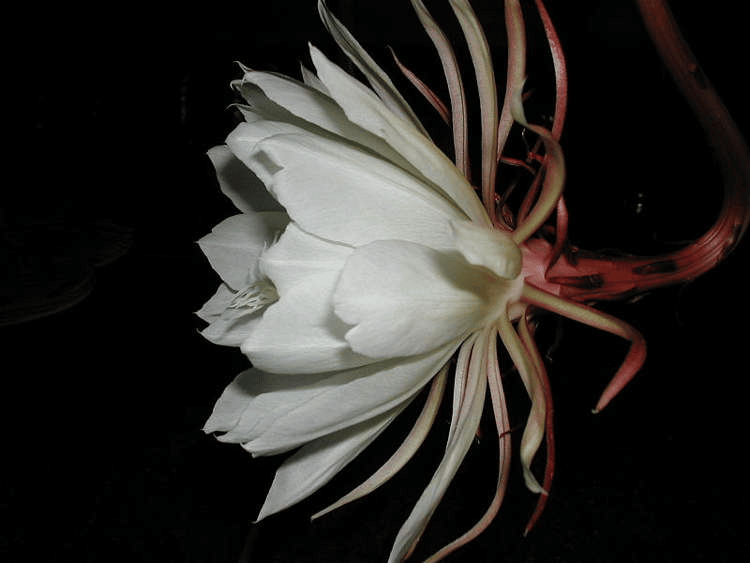 โบวตั๋น ราชินีแห่งราตรี – ดอกไม้หายากที่บานเพียงคืนเดียวต่อปี