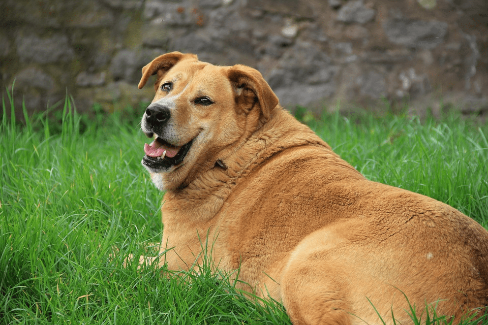 รู้หรือไม่ สุนัข 1ใน3 ตัวมีน้ำหนักเกิน แล้วสุนัขของคุณควรมีน้ำหนักเท่าไร ?